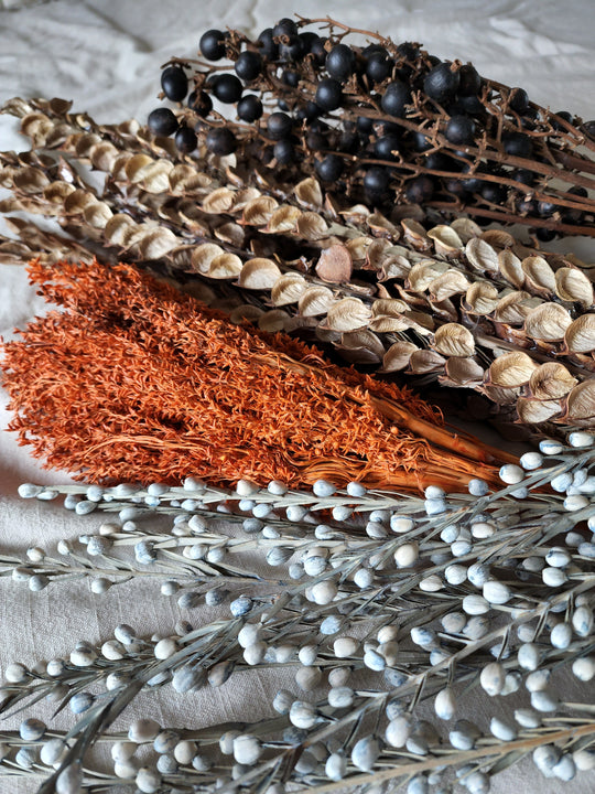 Bundle of 12 dried Moti Sticks
