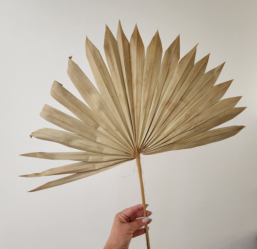 Large Natural Sun Palm Spear