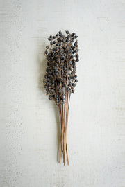 Bundle of 12 dried Blackberry stems